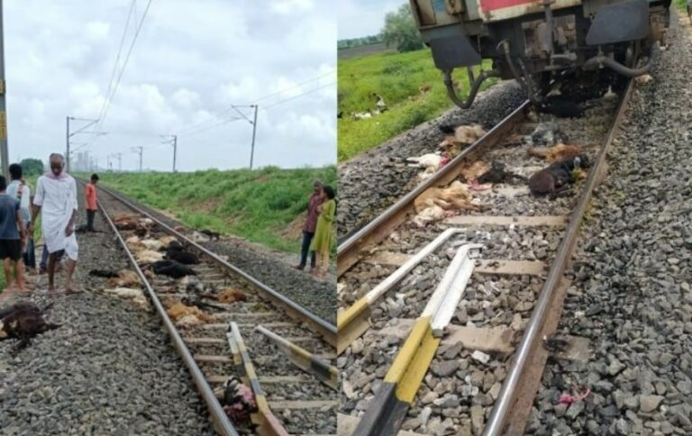 ರೈಲು ಹರಿದು ಸುಮಾರು 70 ಕುರಿಗಳು ಸ್ಥಳದಲ್ಲೇ ಸಾವು