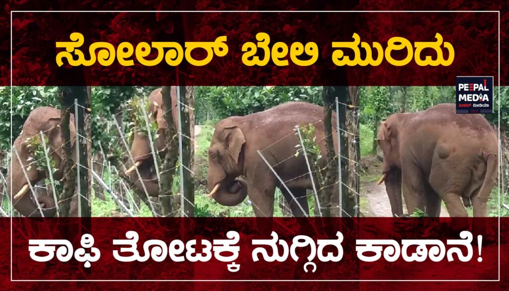 ಸೋಲಾರ್‌ ಬೇಲಿ ಮುರಿದು ಕಾಫಿ ತೋಟಕ್ಕೆ ನುಗ್ಗಿದ ಕಾಡಾನೆ ತಣ್ಣೀರ್!‌