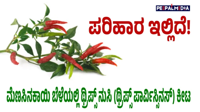 ರೈತರೇ ಮೆಣಸಿನಕಾಯಿ ಬೆಳೆಯಲ್ಲಿ ಥ್ರಿಪ್ಸ್ ನುಸಿ (ಥ್ರಿಪ್ಸ್ ಪಾರ್ವಿಸ್ಸಿನಸ್) ಕೀಟ ಕಂಡುಬಂದಲ್ಲಿ ಈ ಕ್ರಮಗಳನ್ನು ಅನುಸರಿಸಿ