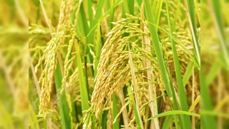 ಭತ್ತದ ಗದ್ದೆಯಲ್ಲಿ ಕಂದು ಜಿಗಿ ಹುಳು ಬಾಧೆ; ಹತೋಟಿ ಮತ್ತು ಎಚ್ಚರಿಕೆ ಕ್ರಮಗಳು