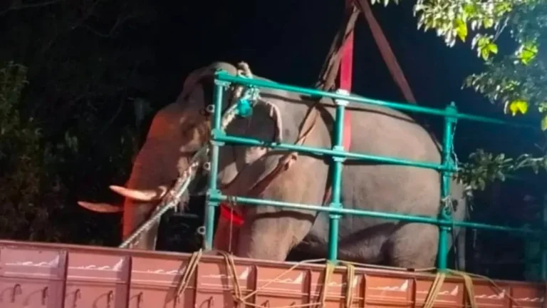 ಇಬ್ಬರು ರೈತರನ್ನು ಕೊಂದಿದ್ದ ಆನೆಯನ್ನು ಸೆರೆಹಿಡಿದ ಅರಣ್ಯ ಇಲಾಖೆ